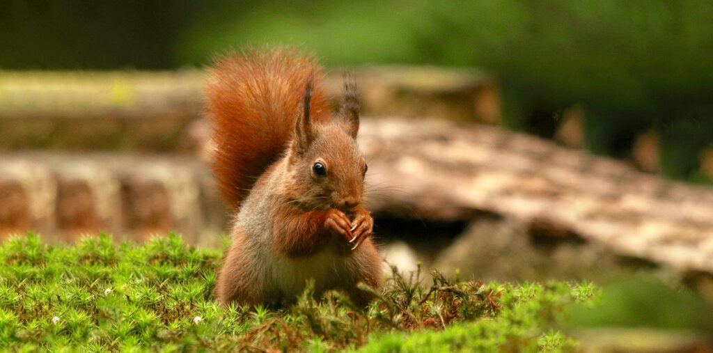 webar_9poly_fashion_augmented_reality_chipmunk