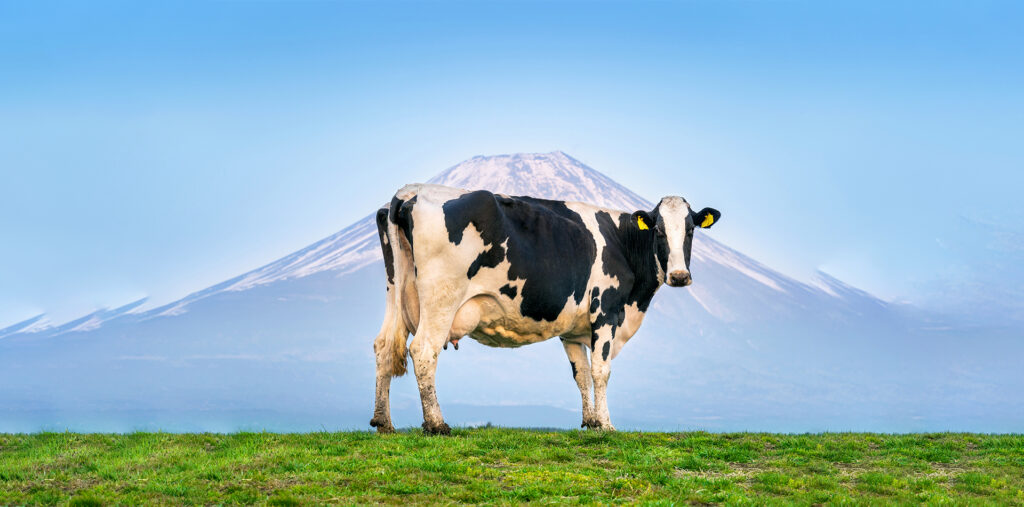 webar_cow_9poly_fashion_augmented_reality