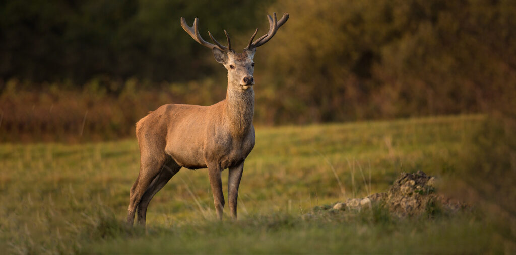 webar_deer_9poly_fashion_augmented_reality