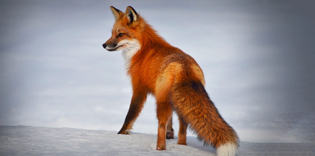 webar_9poly_fashion_augmented_reality_fox
