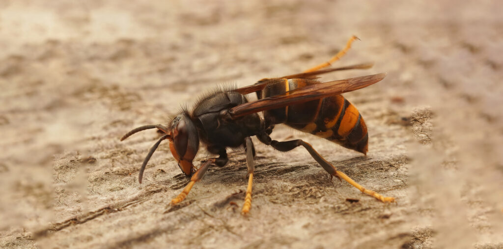 9poly_hornet_webar_fashion_augmented_reality