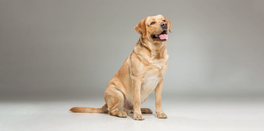 webar_9poly_fashion_augmented_reality_labrador