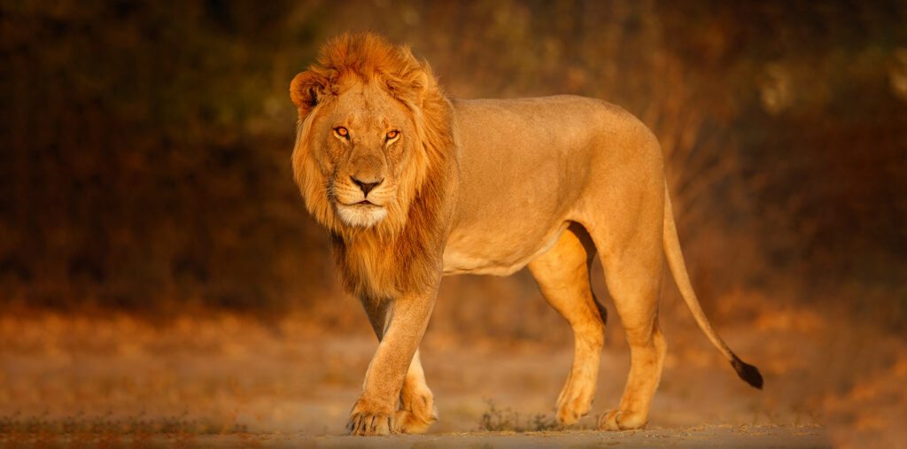 webar_9poly_fashion_augmented_reality_lion