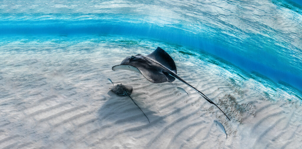 webar_9poly_fashion_augmented_reality_mantaray