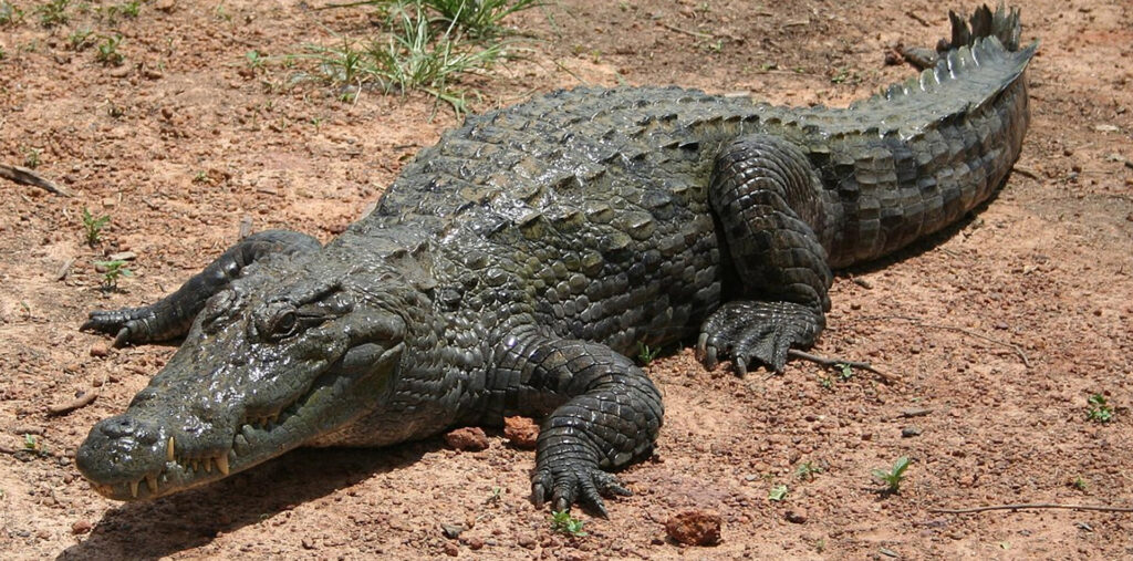 webar_9poly_fashion_augmented_reality_nilecrocodile
