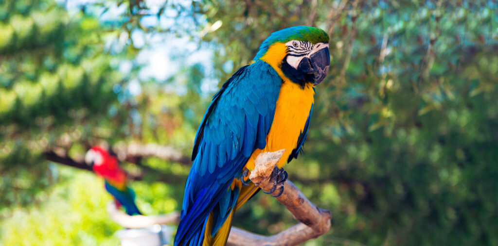 9poly_parrot_webar_fashion_augmented_reality
