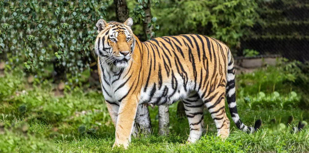 webar_9poly_fashion_augmented_reality_tiger
